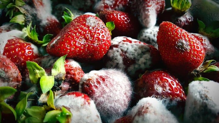 summer berries molded. How do you keep berries fresher