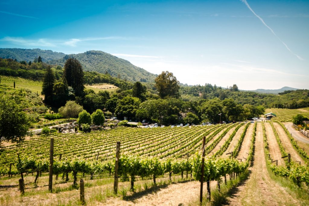 sonoma vineyards